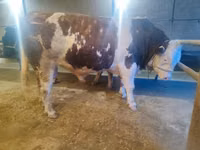 ثور, Simmental cattle — الصورة 1