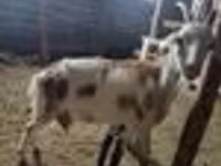 Ziegenbock, Nubian Goat — Foto 6