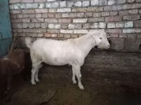 Cabro, Cabras — foto 1
