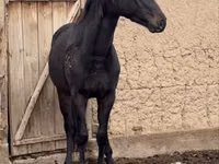 Aygʻir, Kazakh horse — 6-rasm