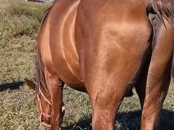 Hengst, Thoroughbred horse