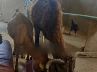 山羊（批次，未指定性别）, Goats — 照片 3