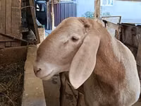 Widder, Arashan sheep — Foto 2