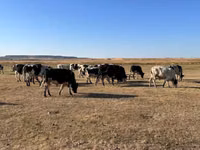 公牛, Russian Black pied cattle — 照片 3
