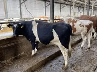 Kuh, Russian Black pied cattle — Foto 4