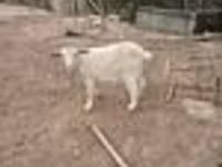 عنزة, Saanen goat — الصورة 8