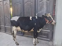 公牛, Cattle — 照片 4
