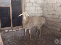 كبش, Arashan sheep — الصورة 2