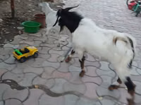 Теке, Beetal goats — 8-сурет