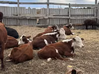 Toro, Vaca kazaja de cabeza blanca — foto 4