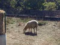 Oveja, Merino sheep — foto 1