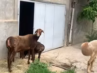 نعجة, الأغنام — الصورة 4
