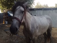 घोड़ा, Kazakh horse — फ़ोटो 1