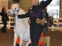Айғыр, Miniature horse — 6-сурет
