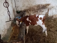 Toro, Simmental cattle — foto 2