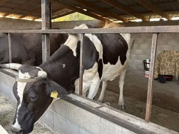 母牛, Holstein breed — 吉尔吉斯斯坦