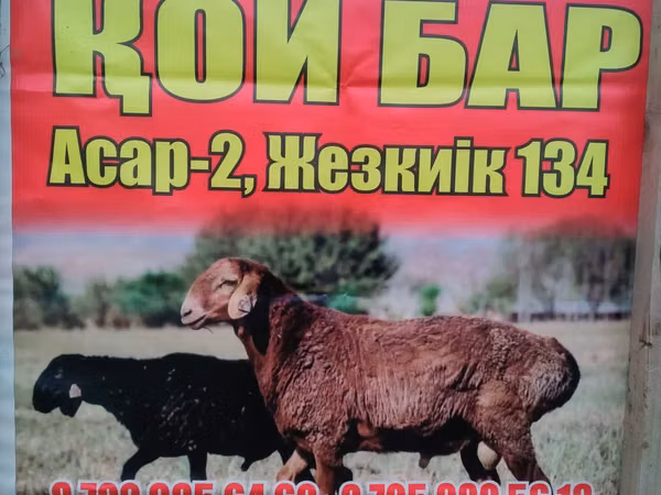 Ovejas (lote, sexo no especificado), Ovejas — Kazajistán