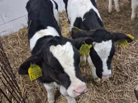 Toro, Russian Black pied cattle — foto 6