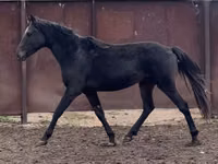 Aygʻir, Kazakh horse — 7-rasm