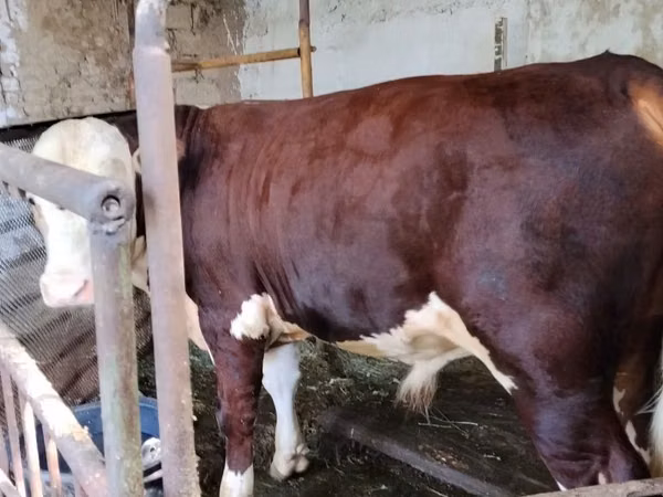 公牛, Swiss cattle — 乌兹别克斯坦