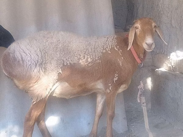 كبش, Arashan sheep — أوزبكستان