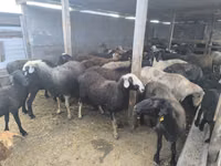 Sheep, Sheep — photo 2