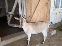 Ziege, Alpine goat — Foto 2