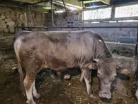 公牛, Swiss cattle — 照片 2