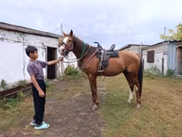 Hengst, Thoroughbred horse — Foto 5