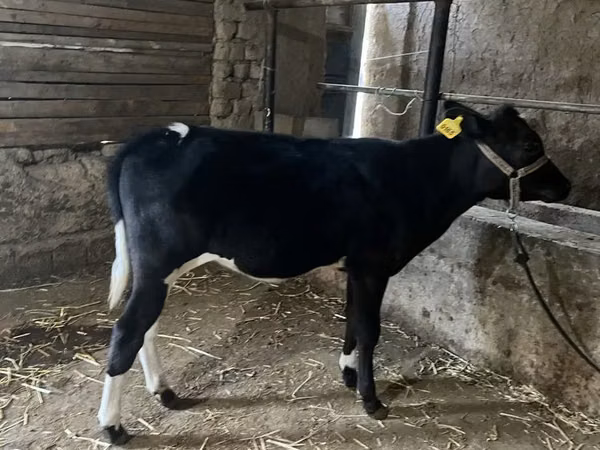 أبقار (دفعة، الجنس غير محدد), Russian Black pied cattle