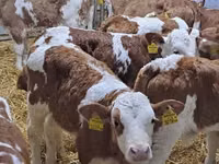 Rinder (Partie, Geschlecht nicht angegeben), Simmental cattle — Foto 1