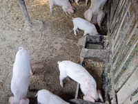 Schweine (Partie, Geschlecht nicht angegeben), Schweine — Foto 4