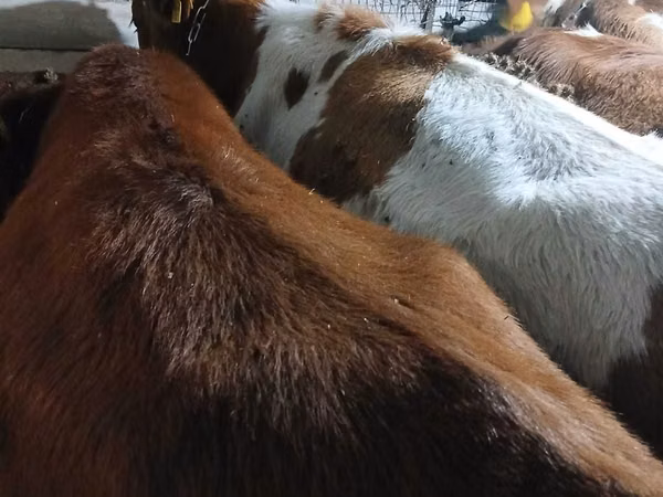 Bulle, Simmental cattle