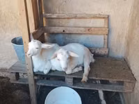 Ziege, Saanen goat — Foto 1