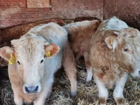 Bulle, Limousin-Kuh — Foto 3