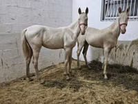 Hengst, Akhal-Teke — Foto 3