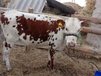 गाय, Simmental cattle — फ़ोटो 1