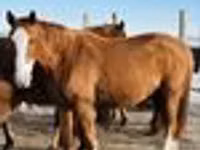 Stute, Thoroughbred horse — Foto 8