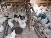 Chickens — الصورة 2