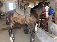 Hengst, Thoroughbred horse — Foto 1