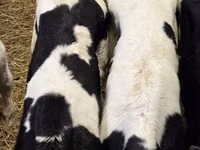 Bulle, Russian Black pied cattle — Foto 4