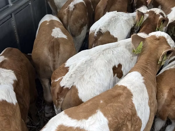सांड, Simmental cattle