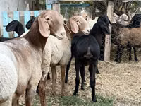Oveja, Arashan sheep — foto 2