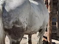 Caballo, Vladimir heavy draft — foto 3