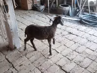 Widder, Arabi sheep — Foto 3