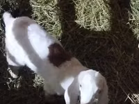 Ziege, Alpine goat — Foto 6