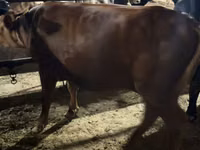 Cow, Holstein breed — photo 7