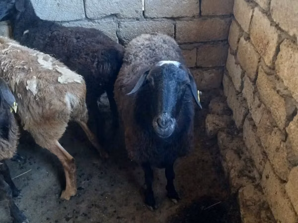 كبش, الأغنام — كازاخستان