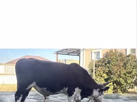 公牛, Kazakh White-headed cow — 照片 1