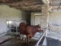 Букачар, Эстониянын кызыл сиыры — сүрөт 2